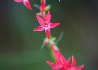 Fairy Trumpet Flowers - Ipomopsis aggregata - Photo 02