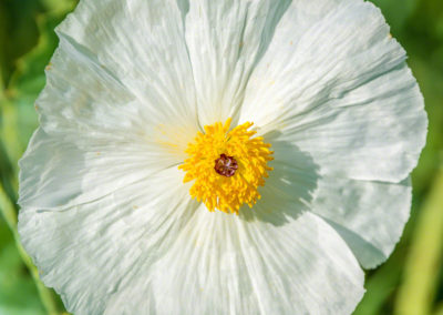 Prickly Poppy Flower - Argemone polyanthemos - 01