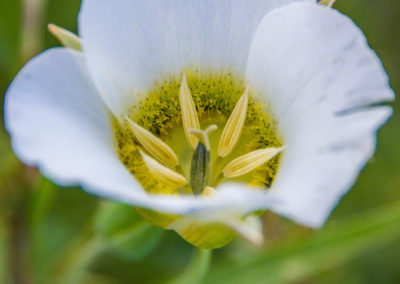 Mariposa Lily - Calochortus gunnisonii - 02