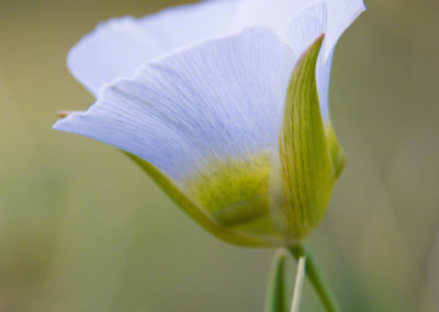 Mariposa Lily - Calochortus gunnisonii - 04