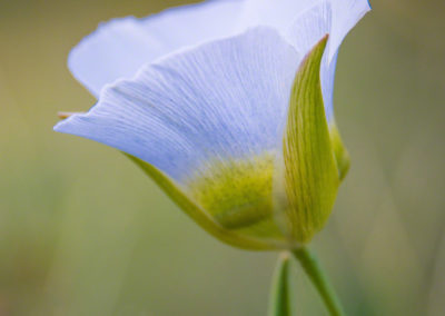 Mariposa Lily - Calochortus gunnisonii - 03