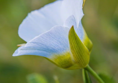 Mariposa Lily - Calochortus gunnisonii - 05