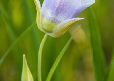 Mariposa Lily - Calochortus gunnisonii - 06