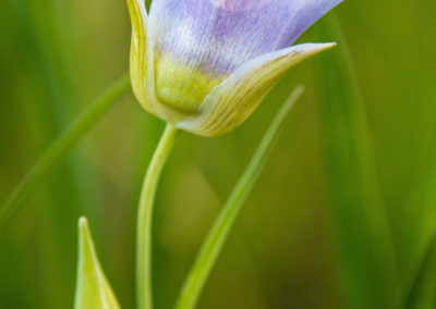 Mariposa Lily - Calochortus gunnisonii - 07
