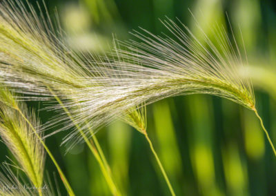 Colorado Grasses Leaves and Foliage Photo 01