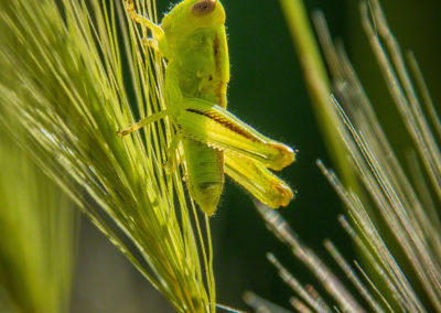 Colorado Grasses Leaves, Foliage & Grasshopper Photo 02
