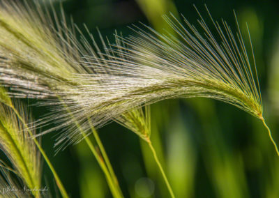 Colorado Grasses Leaves and Foliage Photo 03