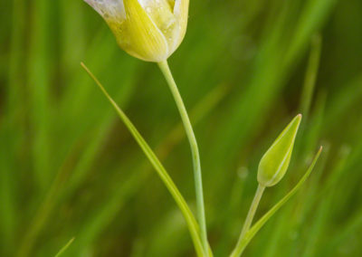 Mariposa Lily - Calochortus gunnisonii - 08