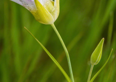 Mariposa Lily - Calochortus gunnisonii - 09