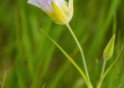 Mariposa Lily - Calochortus gunnisonii - 10