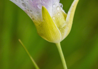 Mariposa Lily - Calochortus gunnisonii - 11