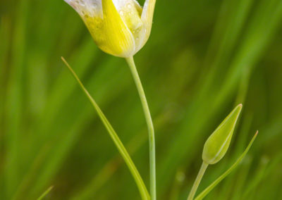 Mariposa Lily - Calochortus gunnisonii - 12