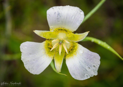 Mariposa Lily - Calochortus gunnisonii - 13