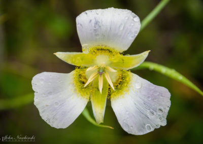 Mariposa Lily - Calochortus gunnisonii - 14