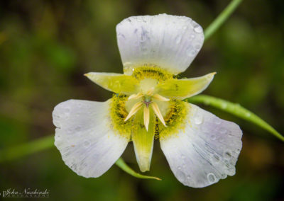 Mariposa Lily - Calochortus gunnisonii - 15
