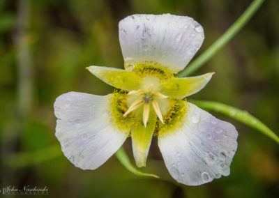 Mariposa Lily - Calochortus gunnisonii - 16