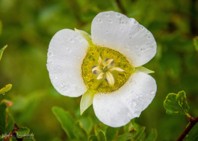 Mariposa Lily - Calochortus gunnisonii - 17