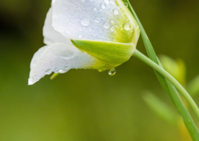 Mariposa Lily - Calochortus gunnisonii - 18