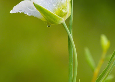 Mariposa Lily - Calochortus gunnisonii - 19