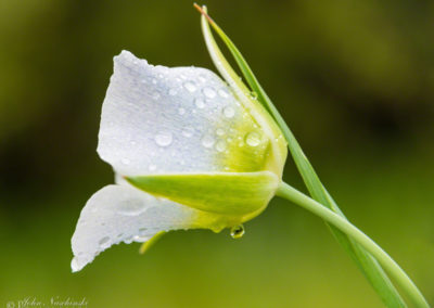 Mariposa Lily - Calochortus gunnisonii - 20