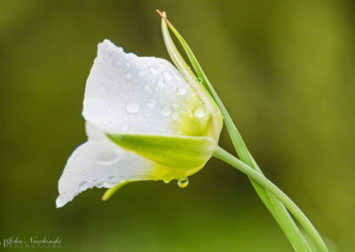 Mariposa Lily - Calochortus gunnisonii - 21