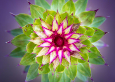 Colorado Musk Thistle - Carduus nutans - Photo 01