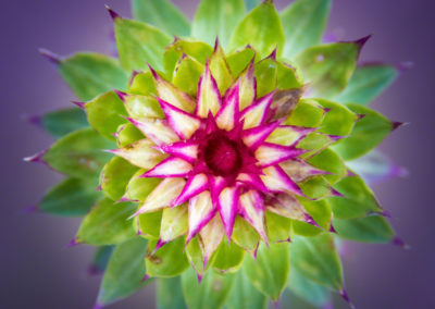 Colorado Musk Thistle - Carduus nutans - Photo 02