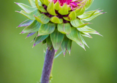 Colorado Musk Thistle - Carduus nutans - Photo 03