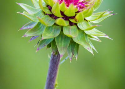 Colorado Musk Thistle - Carduus nutans - Photo 04