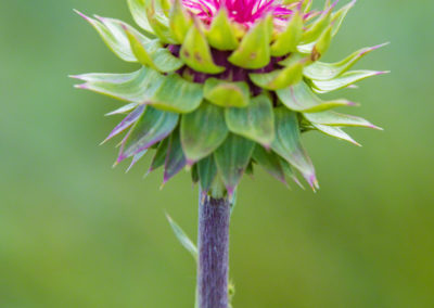 Colorado Musk Thistle - Carduus nutans - Photo 05