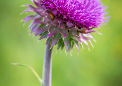 Colorado Musk Thistle - Carduus nutans - Photo 06