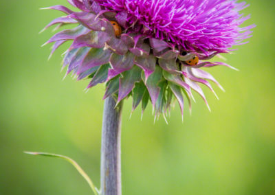 Colorado Musk Thistle - Carduus nutans - Photo 07