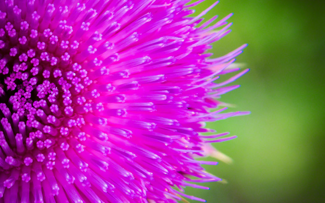 Purple Pink Colorado Wildflower Photos