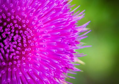 Colorado Musk Thistle - Carduus nutans - Photo 08