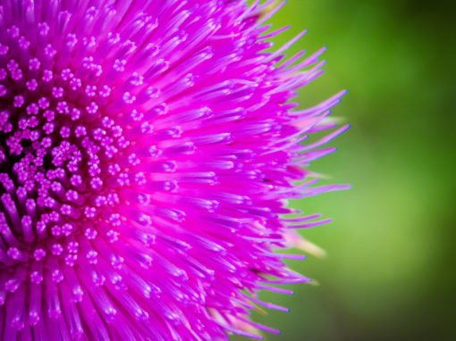 Purple Pink Colorado Wildflower Photos