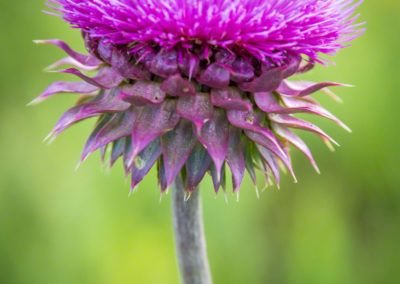 Colorado Musk Thistle - Carduus nutans - Photo 10