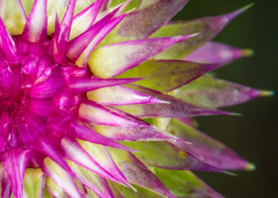 Colorado Musk Thistle - Carduus nutans - Photo 11