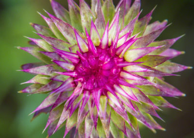 Colorado Musk Thistle - Carduus nutans - Photo 12