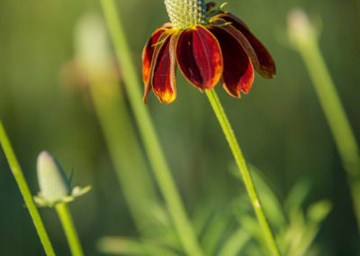 Coneflower (Mexican Hat) Flower - Ratibida columnifera - Photo 01
