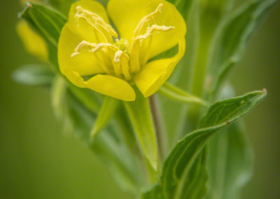 Common Evening Primrose Flower - Oenothera villosa ssp. villosa - Photo 04