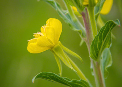 Common Evening Primrose Flower - Oenothera villosa ssp. villosa - Photo 02