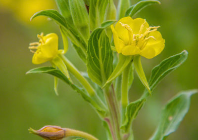 Common Evening Primrose Flower - Oenothera villosa ssp. villosa - Photo 03