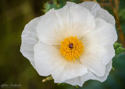 Prickly Poppy Flower - Argemone polyanthemos - 02