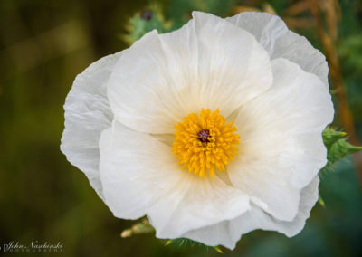 Prickly Poppy Flower - Argemone polyanthemos - 03