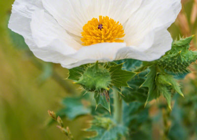 Prickly Poppy Flower - Argemone polyanthemos - 04