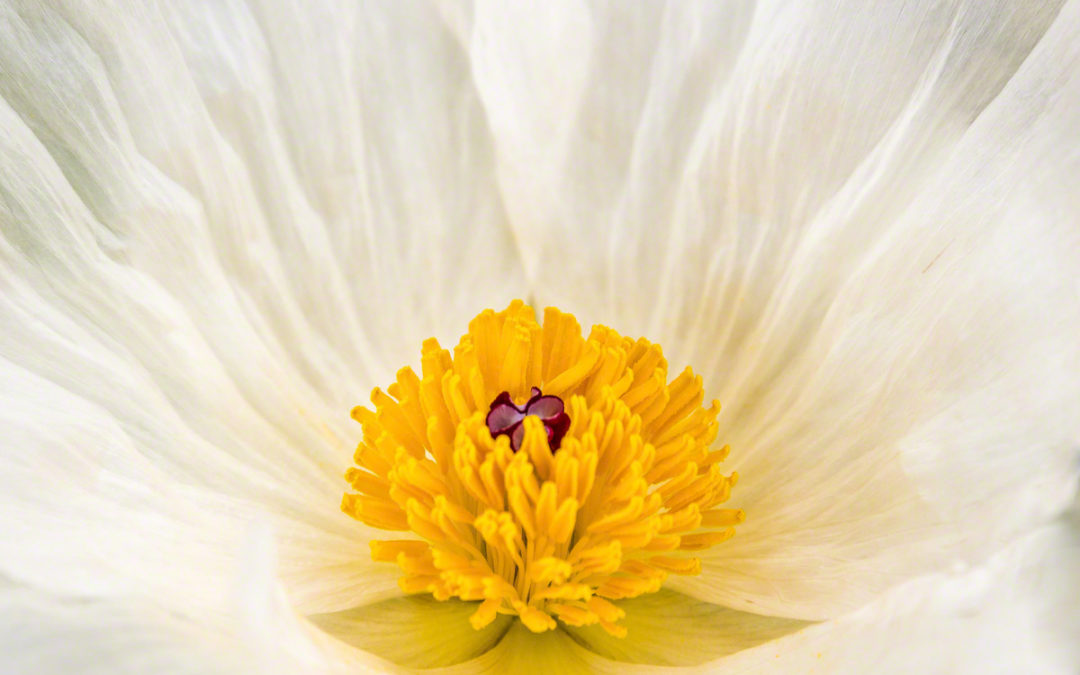 Photos of Colorado White Wildflowers