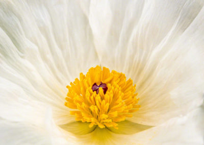 Prickly Poppy Flower - Argemone polyanthemos - 05