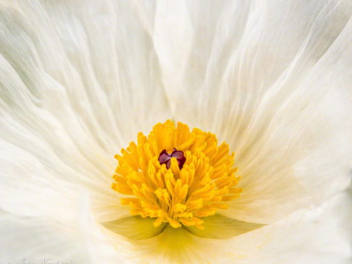 Photos of Colorado White Wildflowers