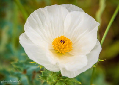 Prickly Poppy Flower - Argemone polyanthemos - 06