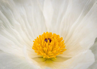 Prickly Poppy Flower - Argemone polyanthemos - 07